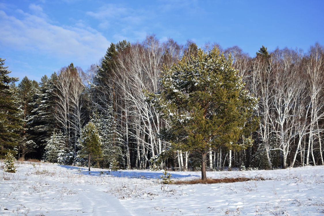 Forest Ranch Snow Forest in Snow ยท Free Stock Photo