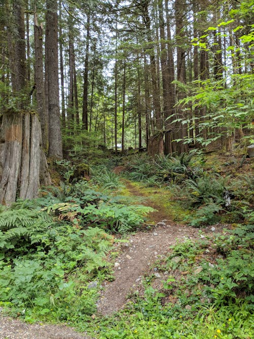 View of a Footpath between Trees in a Forest