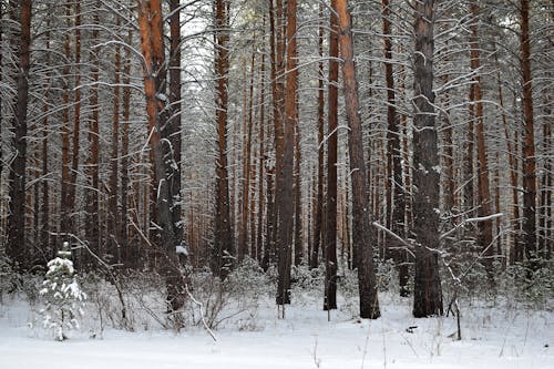 Bare Trees in Snow in Winter Forest
