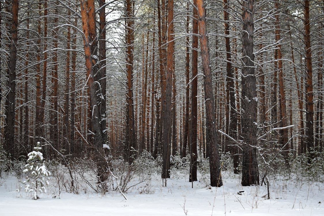 Bare Trees in Snow in Winter Forest