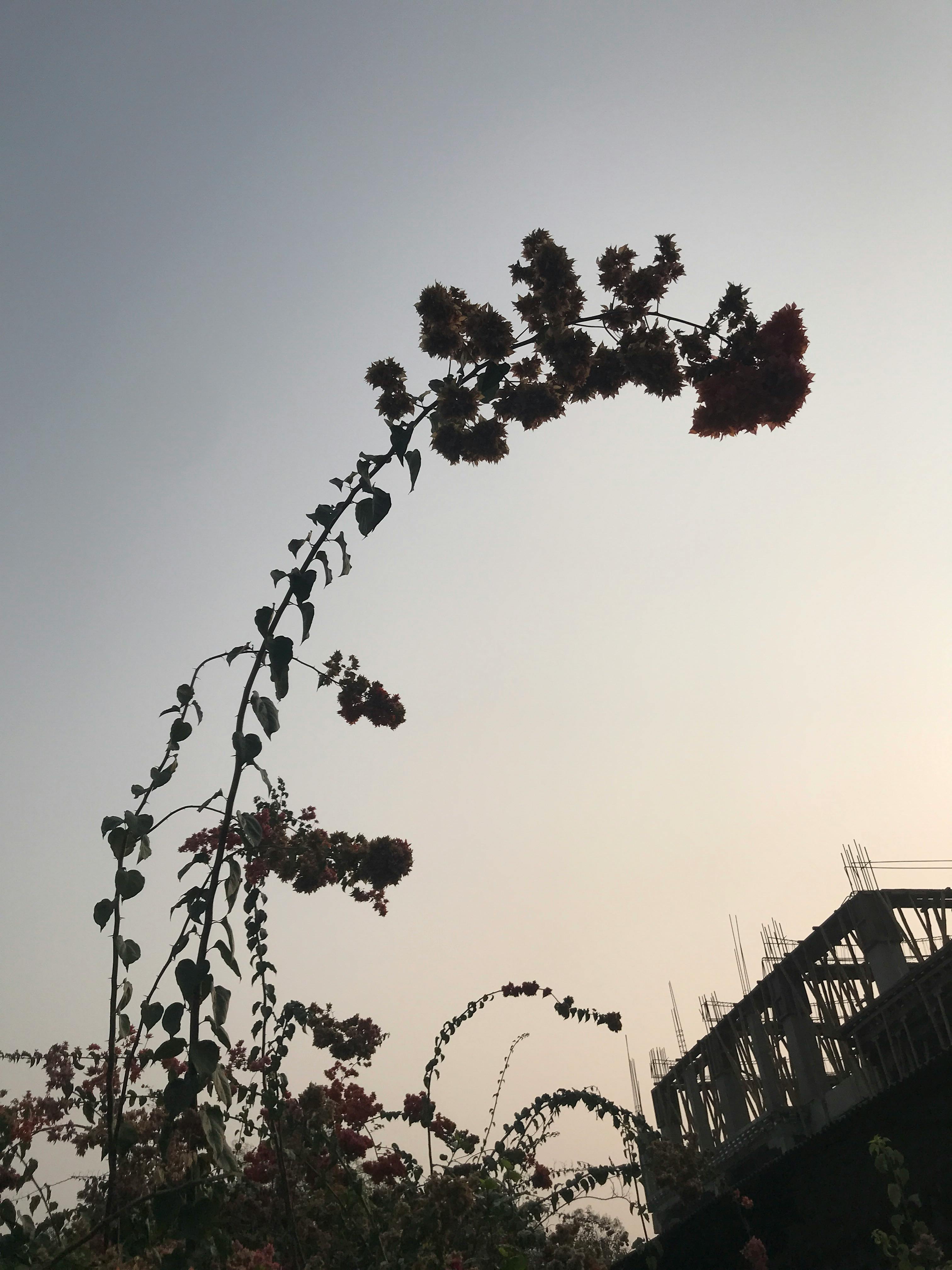 Thinley Dorji - Photography