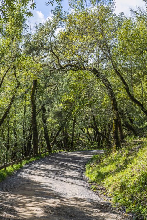 Free Serene forest path surrounded by lush green trees on a sunny day, ideal for a tranquil walk. Stock Photo