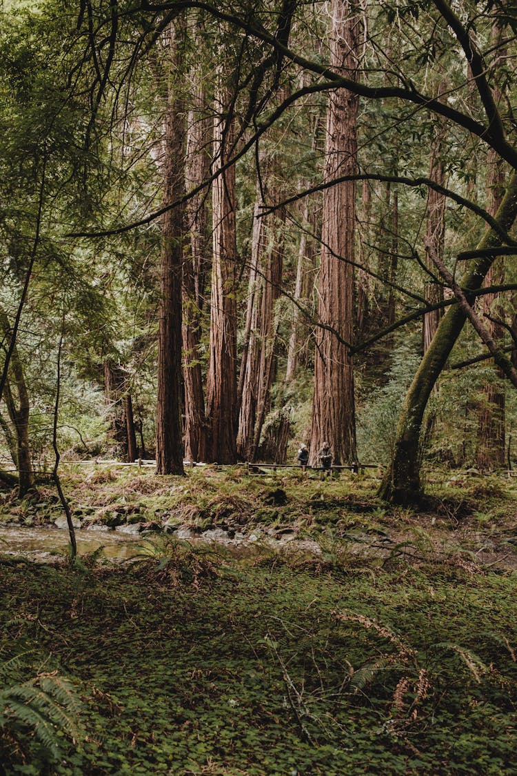 Stream Flowing Through A Sequoia Forest