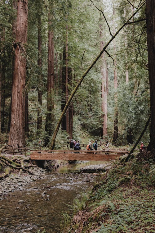 Foto profissional grátis de árvores, aventura, calçada