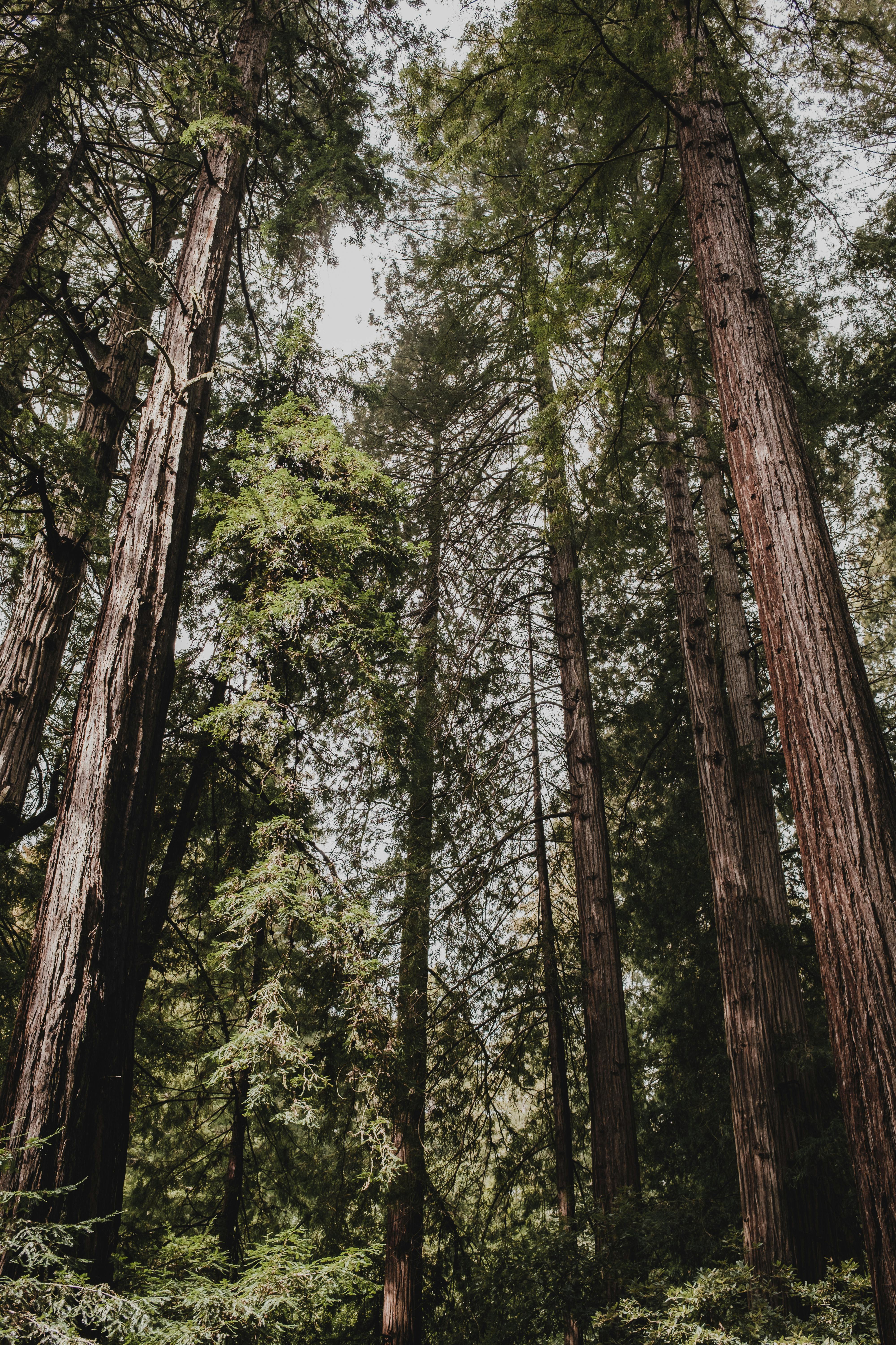 Towering redwood trees in a lush forest setting, showcasing nature's grandeur.