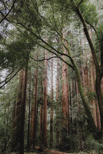Capture the serene beauty of towering redwoods in a lush forest landscape.