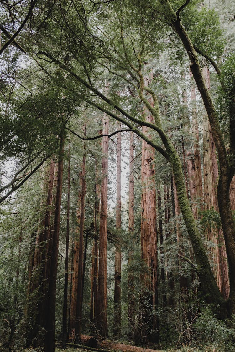 Tall Green Sequoia Trees In A Forest