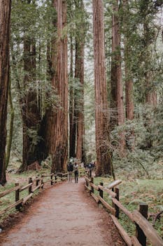 Peaceful walkway through majestic sequoia trees in a lush forest setting with people walking.