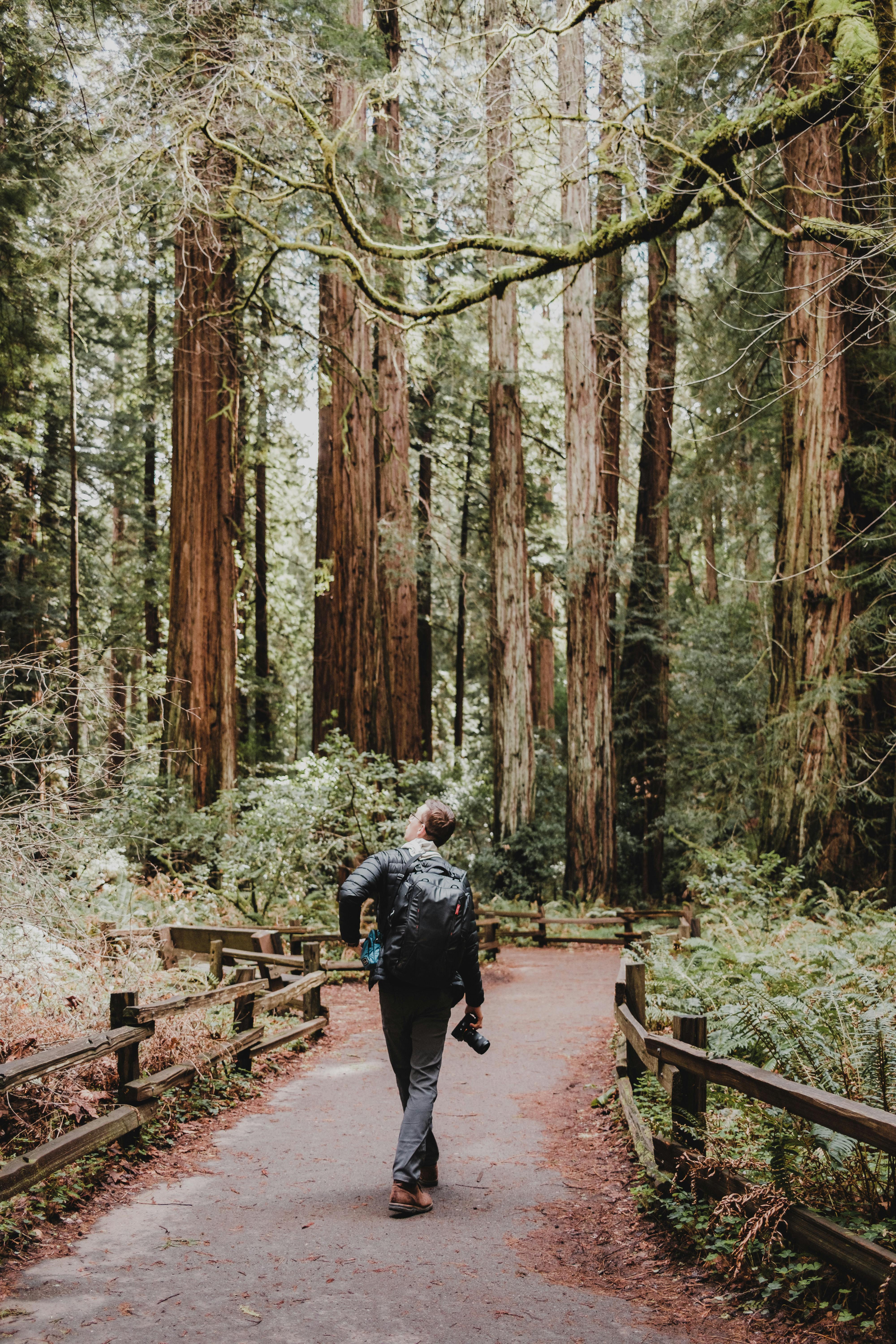 A person enjoys a serene walk on a trail surrounded by towering redwoods, capturing the essence of nature travel.