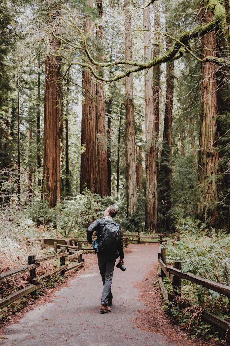 Man With Camera Among Sequoias