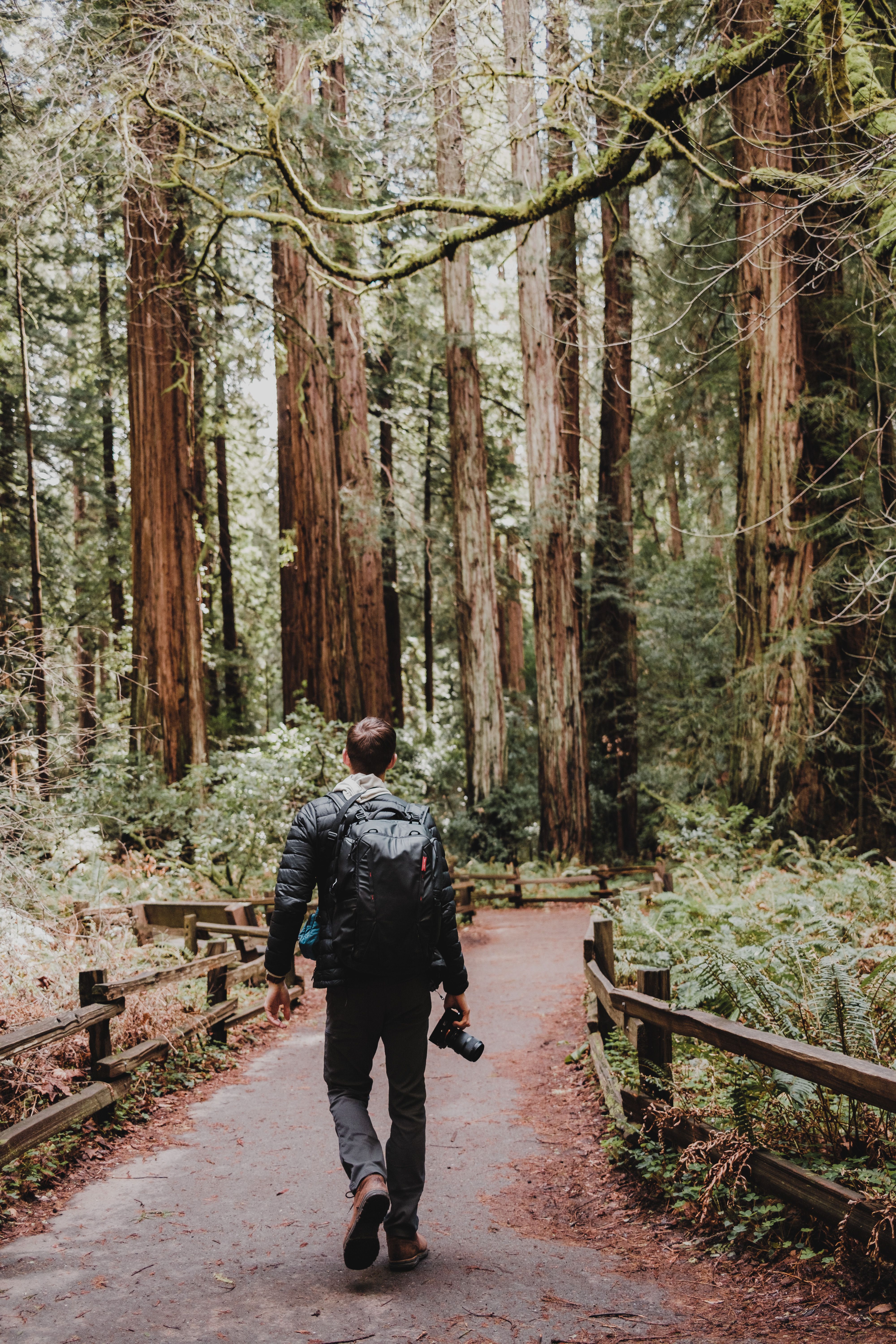 Back View of a Man with a Backpack and Camera Walking on a Trail in the ...