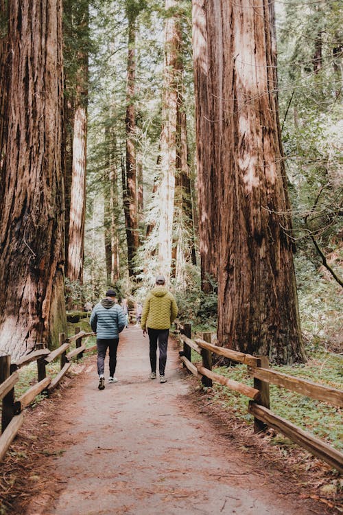 People Hiking on Footpath among Tall Trees in Forest