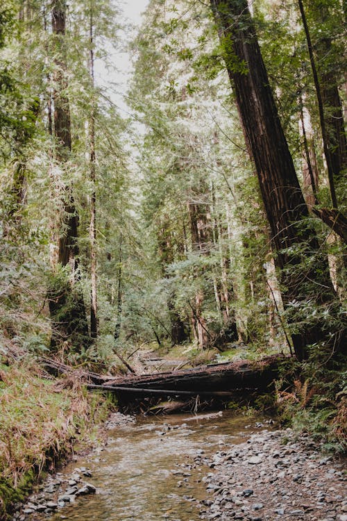 Shallow Stream in Forest