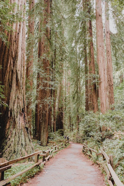 abd, dikey atış, sequoias içeren Ücretsiz stok fotoğraf