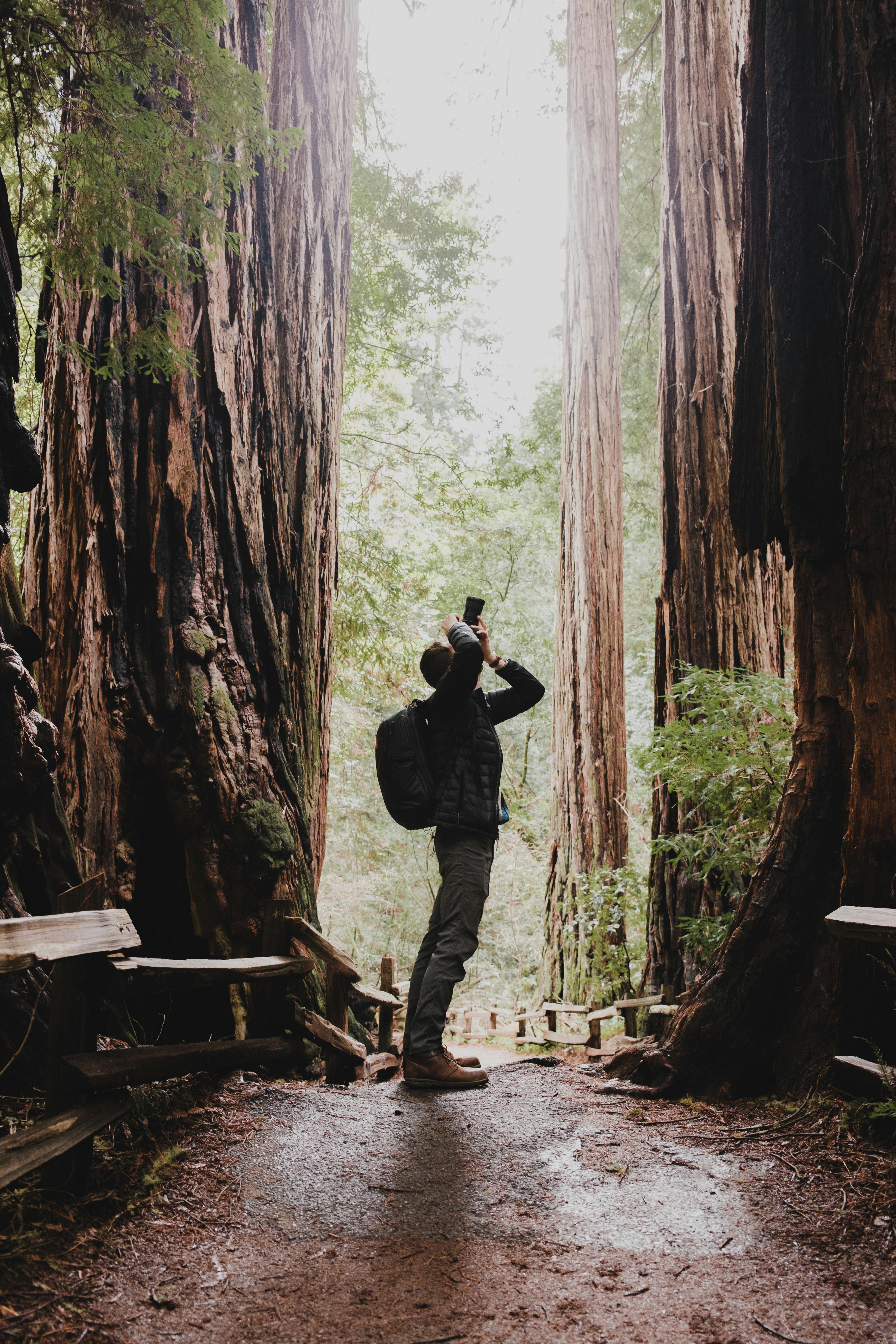 A traveler photographs towering redwood trees in a serene forest setting, capturing nature's grandeur.