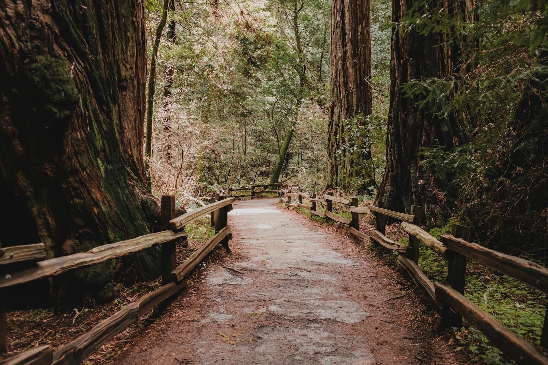 View on an Empty Trail in the Muir Woods National Monument in Marin County, California