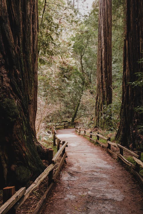 Immagine gratuita di alberi, boschi, california