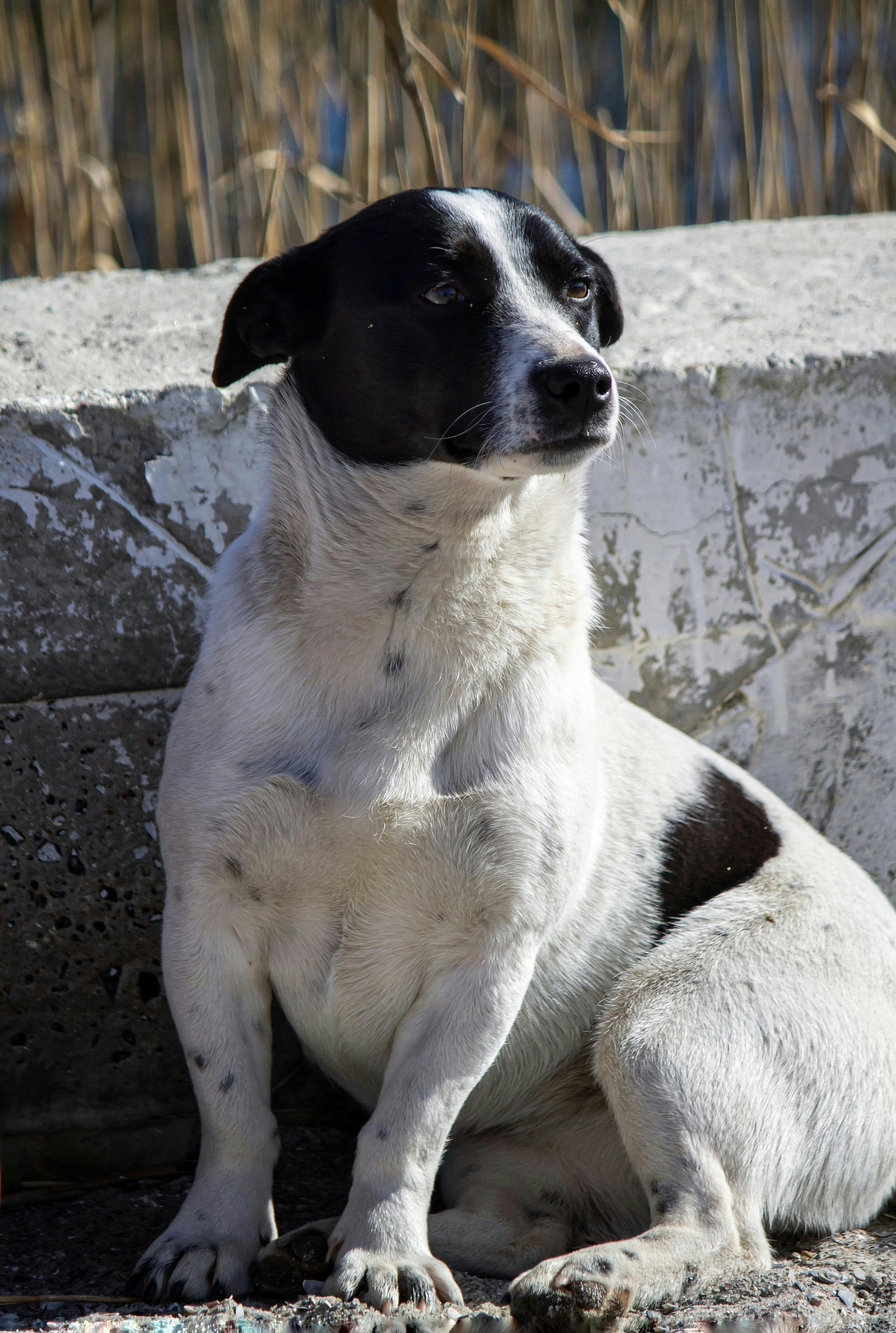 white dog with black spots