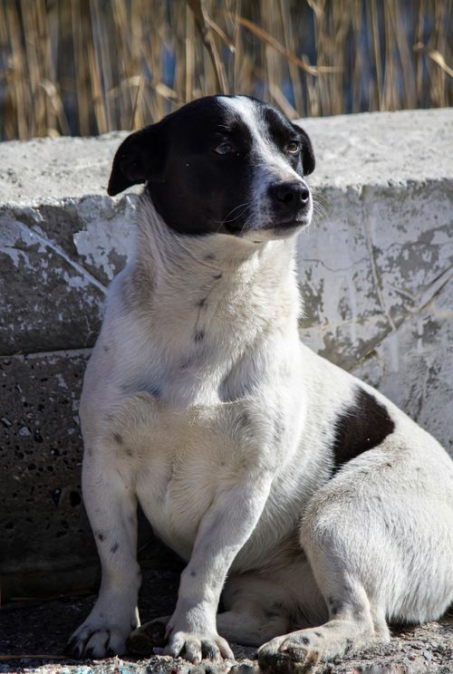 Free Close-up of a cute black and white dog sitting outdoors by a textured concrete wall. Stock Photo