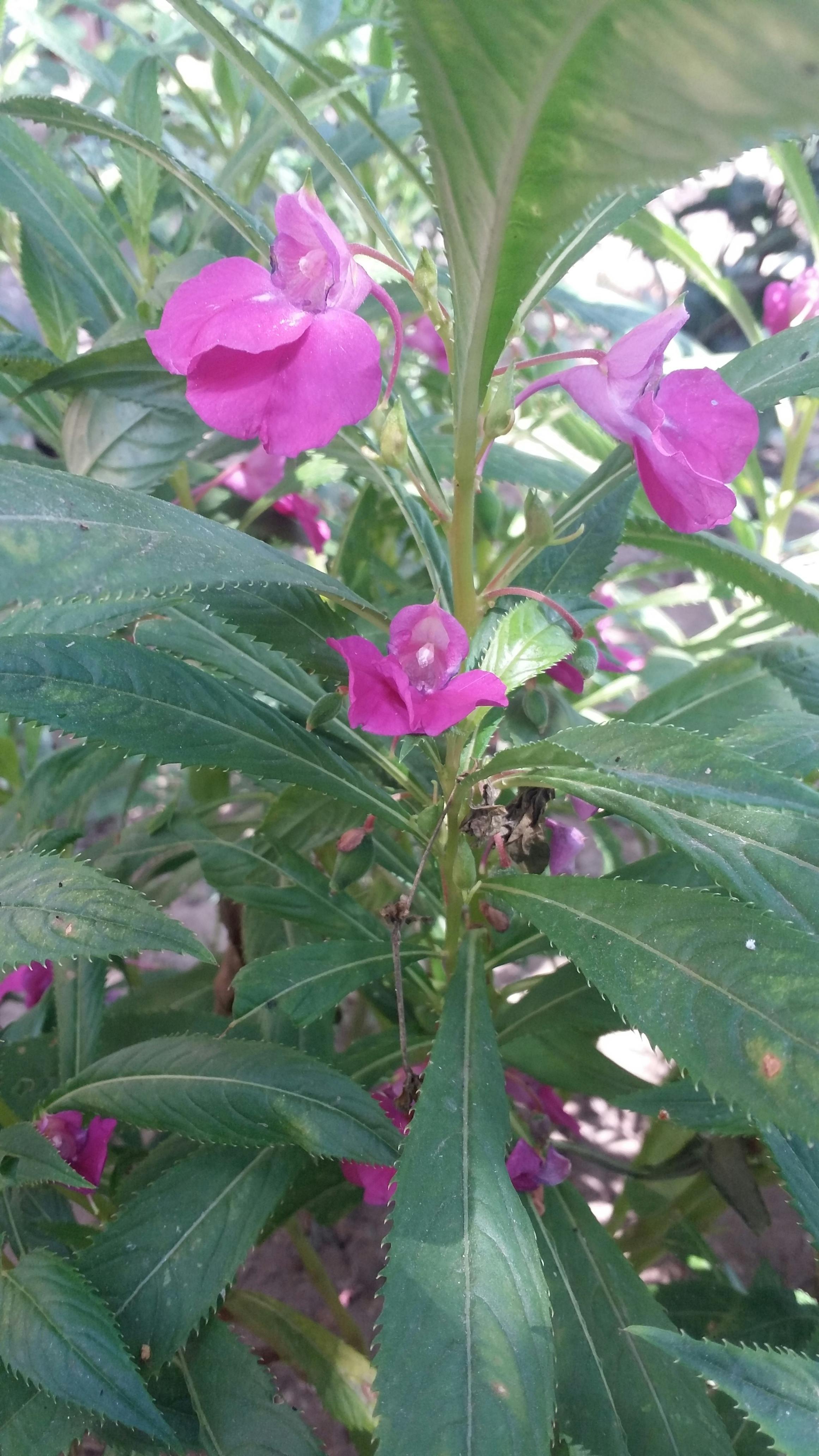 Image of free cross stitch pattern of succulent plant