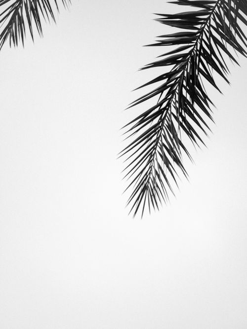Free Simple monochrome image of palm fronds against a blank background, offering plenty of copy space. Stock Photo