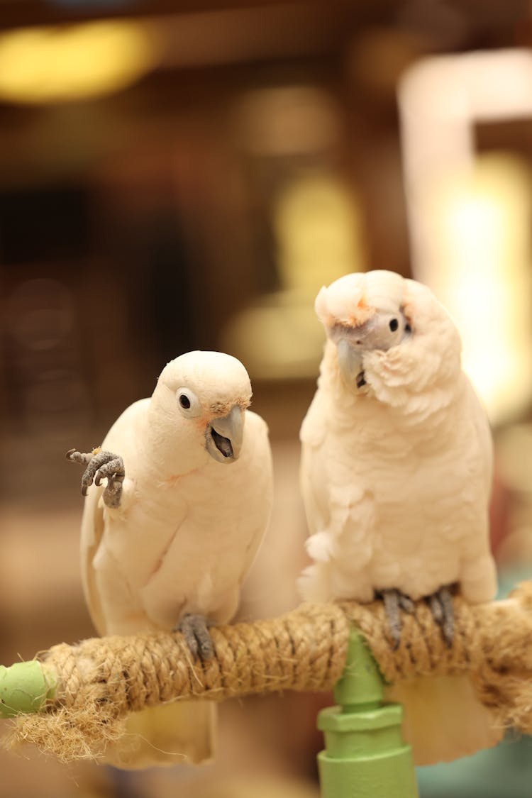 Two Chatty Parrots 