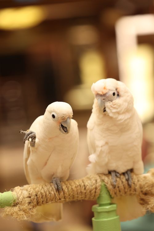 Chatty Image Two Chatty Parrots · Free Stock Photo