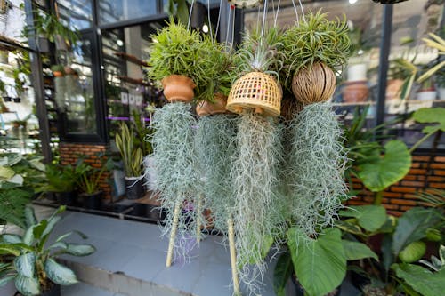 Close up of Hanging Plants in Flowerpots