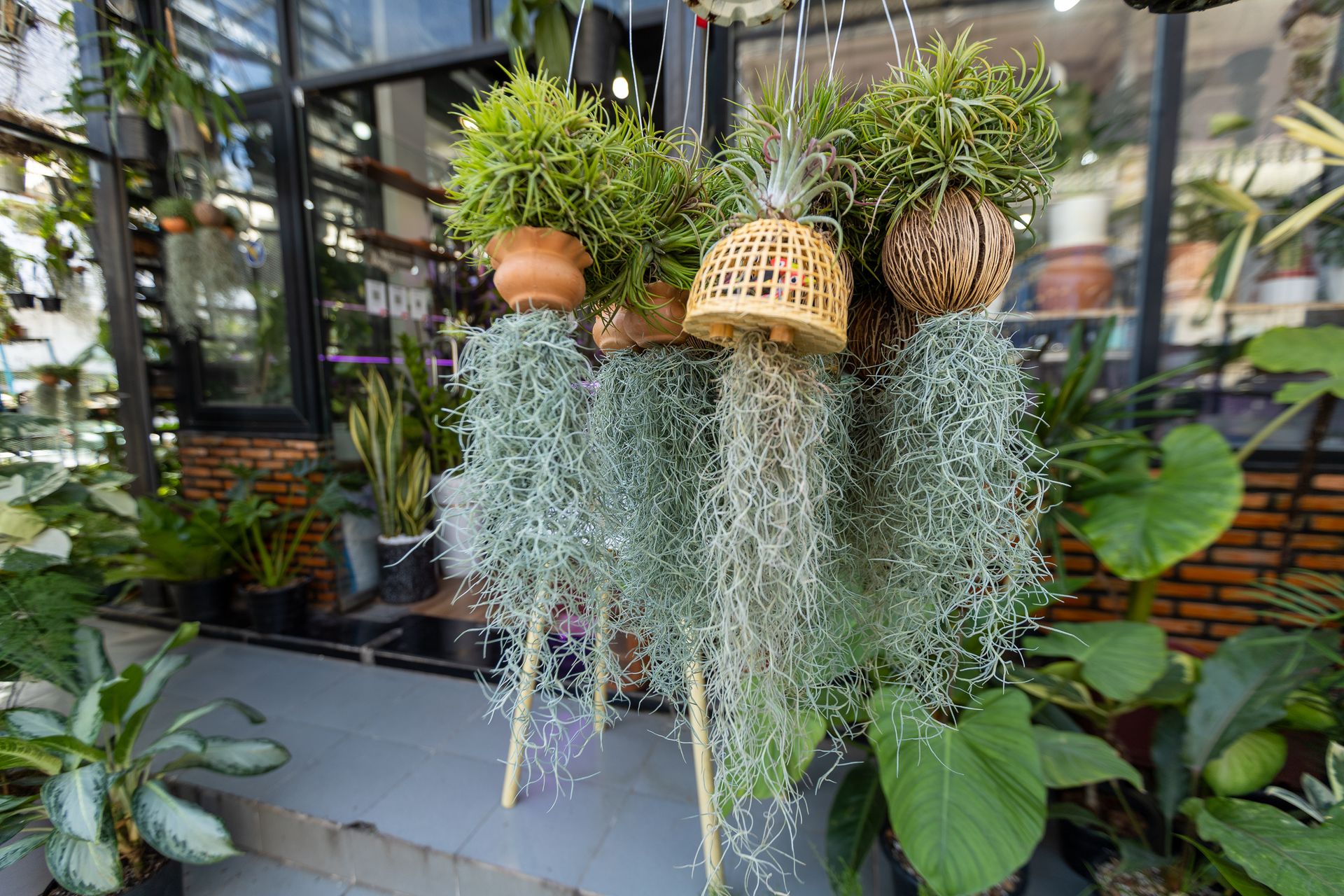 Vibrant hanging air plants in decorative pots at a modern indoor garden shop.
