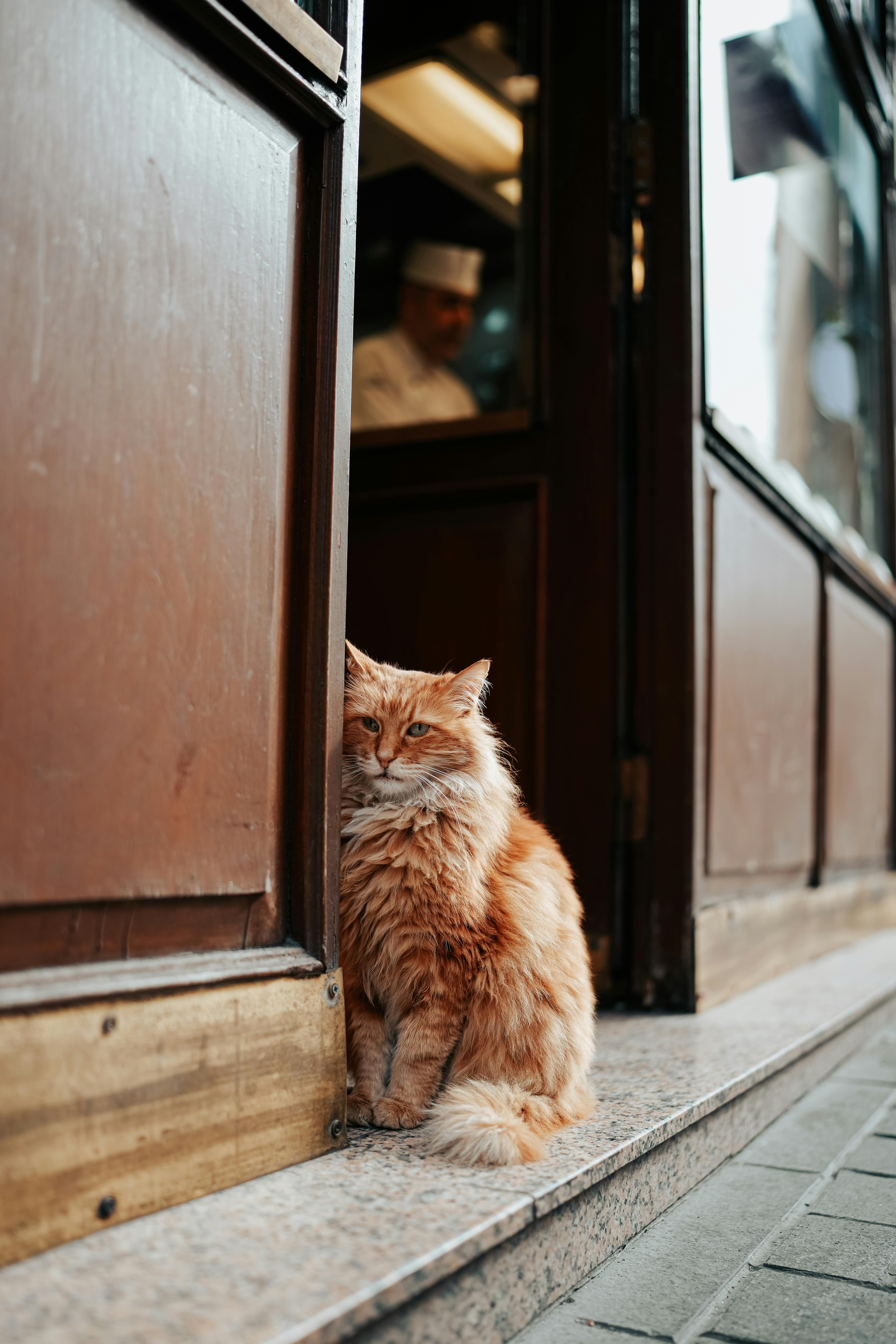 Cute furry hot sale cat