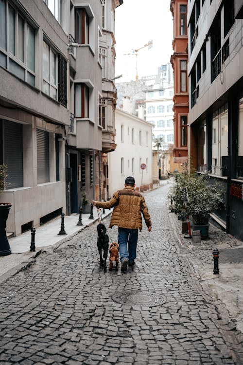 Man Walking His Dogs on a Cobbled Street