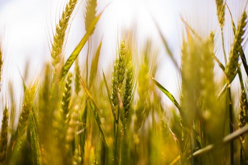 Free A stunning close-up of golden wheat stalks in a lush field during sunrise. Stock Photo