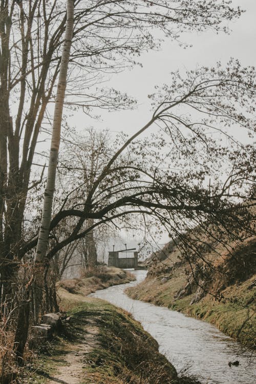 River in a Forest 