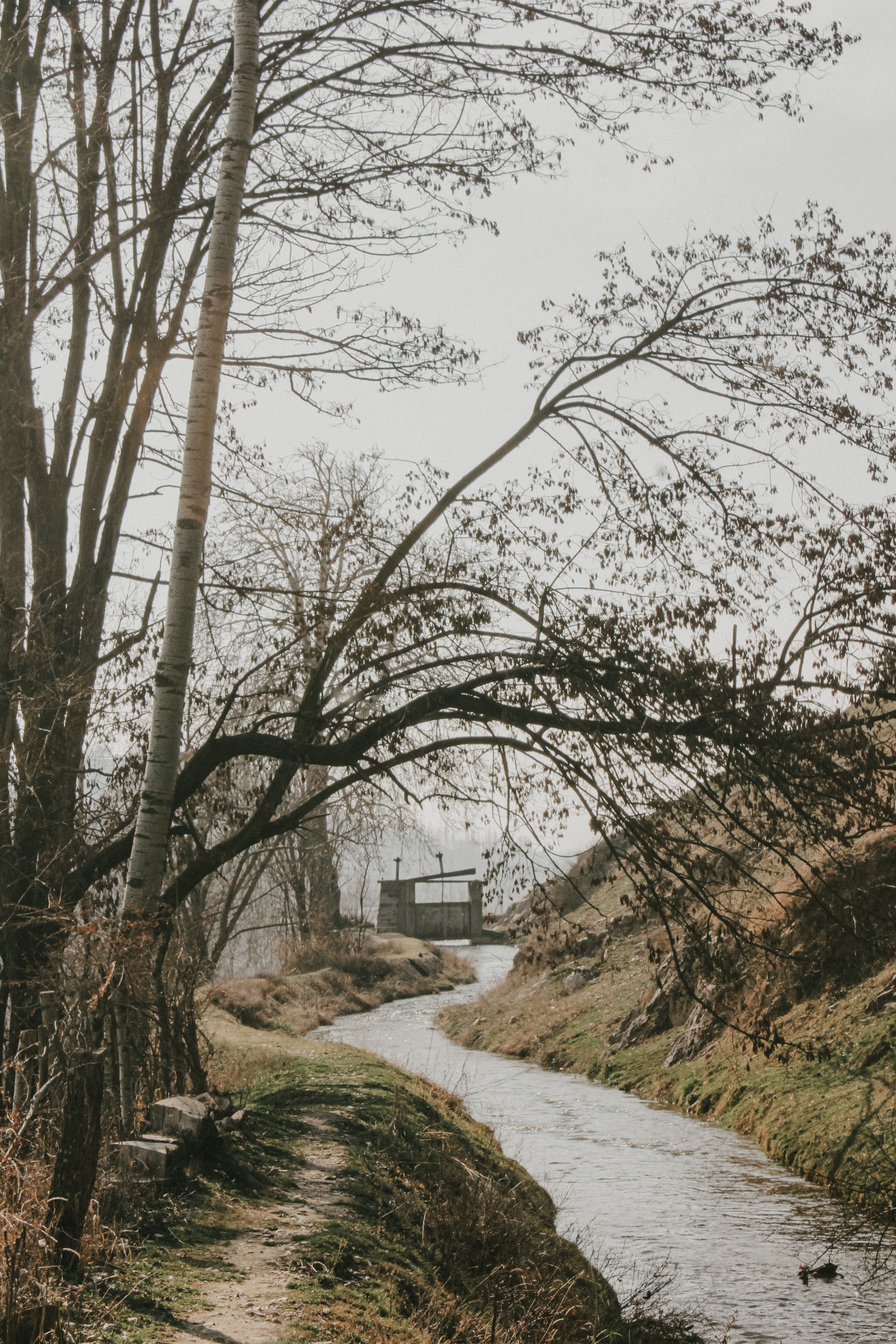 River in a Forest · Free Stock Photo