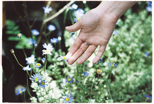 Close-up of Woman Touching Grecian Windflowers in a Garden 