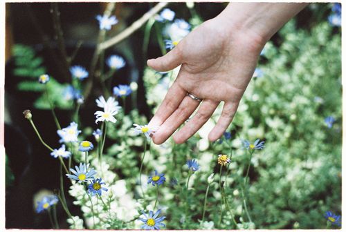 Free Close-up of a woman's hand gently touching blue daisies in a garden, showcasing delicate interaction with nature. Stock Photo