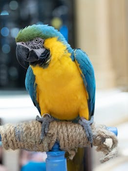 Close-up of a vibrant blue and yellow macaw perched indoors, showcasing its exotic colors.