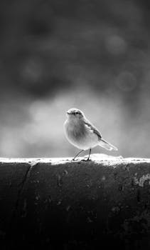 Image by Mostafa Ft.shots