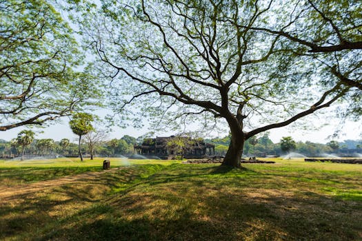 Wide-angle view of a Cambodian landscape featuring a majestic tree, lush grass, and an ancient structure in the background.