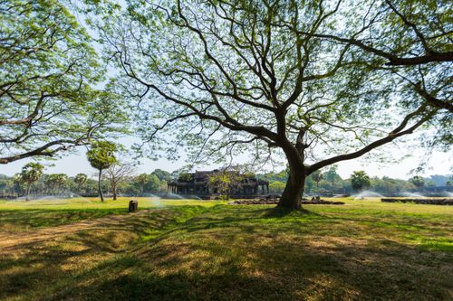 Free Wide-angle view of a Cambodian landscape featuring a majestic tree, lush grass, and an ancient structure in the background. Stock Photo