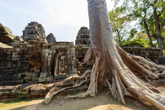 Ta Prohm and Bayon with archaeologist — Siem Reap