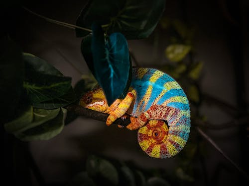 furcifer pardalis, 다채로운, 도마뱀의 무료 스톡 사진