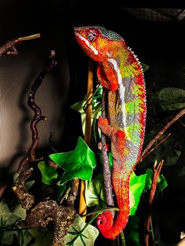 chameleon photo