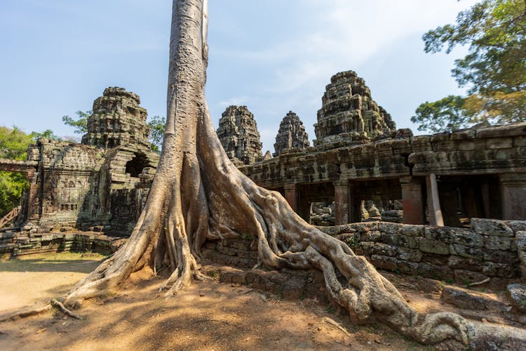 Tree In Front Of Ruins Of An Ancient Temple In Cambodia 