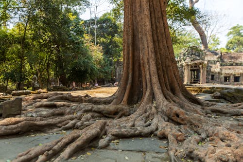 Fotos de stock gratuitas de angkor wat, antiguo, árbol