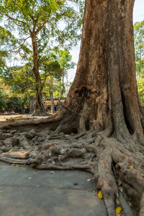 A Large Tree at the Ta Prohm, Angkor Wat, Siem Reap, Cambodia 