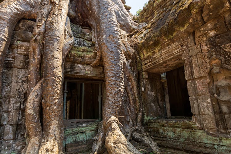 A Large Tree Growing On The Ruins Of A Temple At The Angkor Wat Complex, Siem Reap, Cambodia 