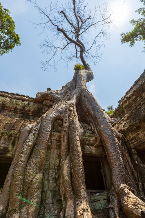 Darmowe zdjęcie z galerii z angkor wat, antyczny, duże drzewo