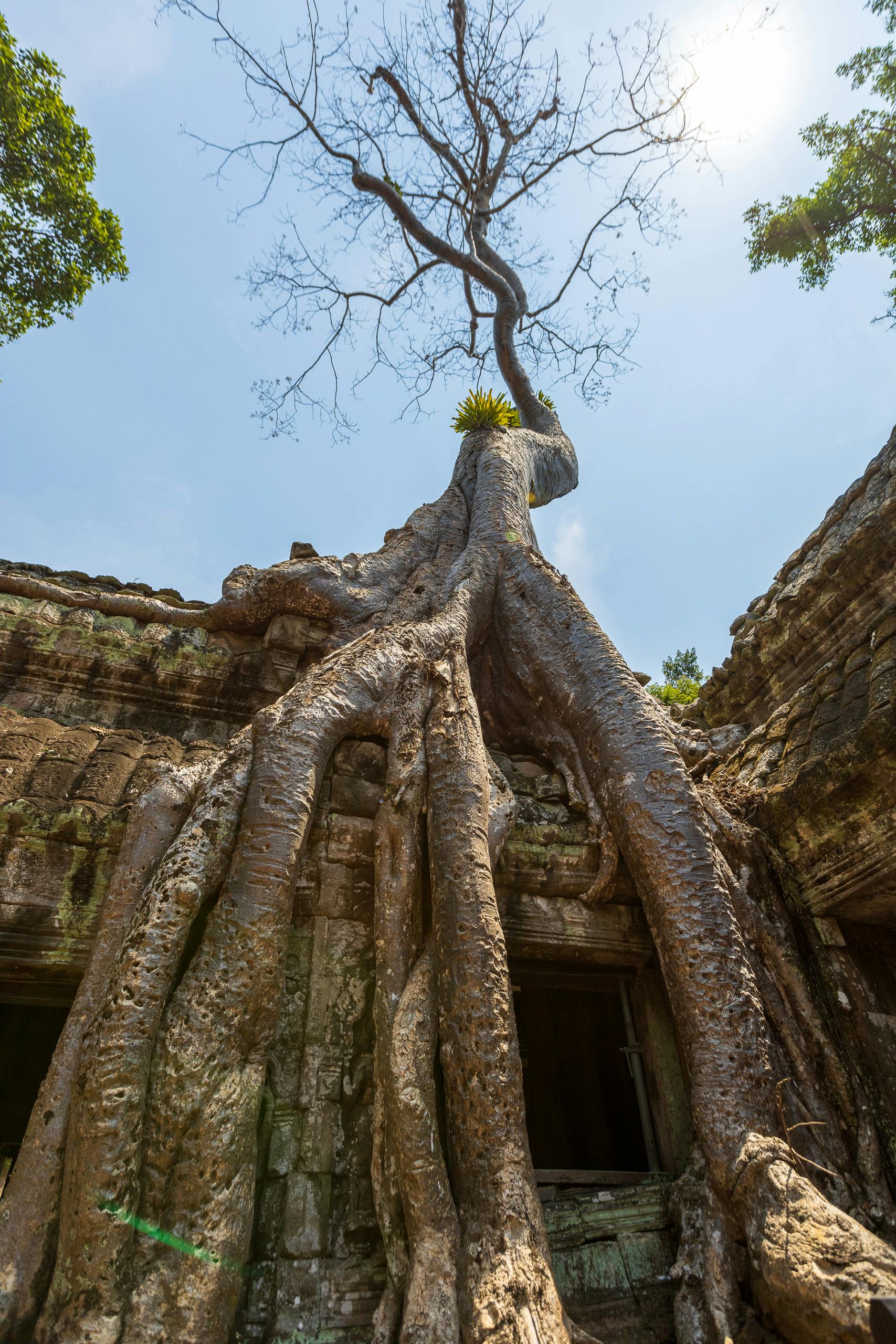 Ta Prohm – Siem Reap, Cambodia - Atlas Obscura