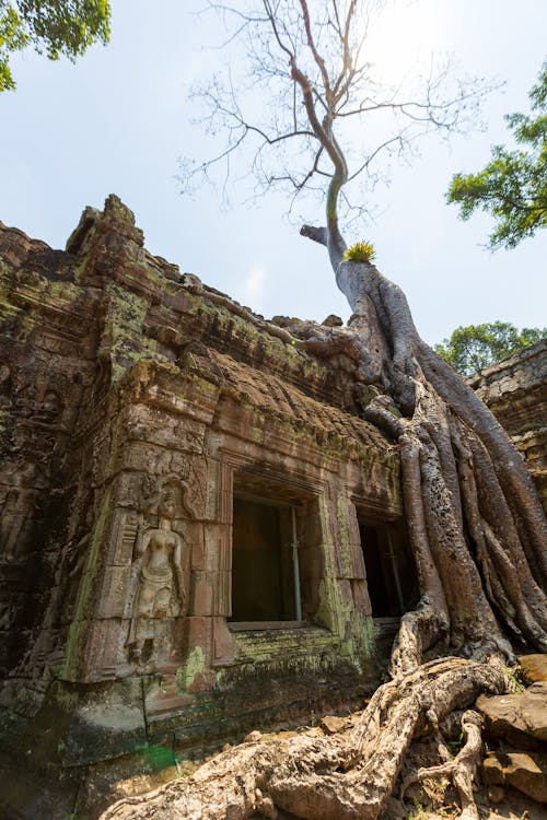 Ta Prohm Temple, Angkor Wat, Siem Reap, Cambodia